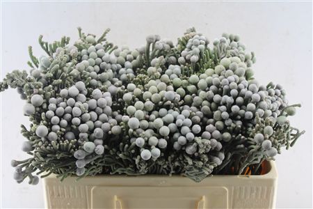 Brunia Laevis 50cm