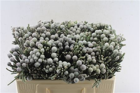 Brunia Laevis 50cm
